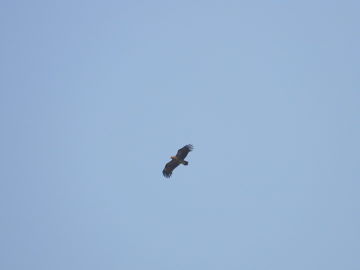 ørnvåk - ML645451140