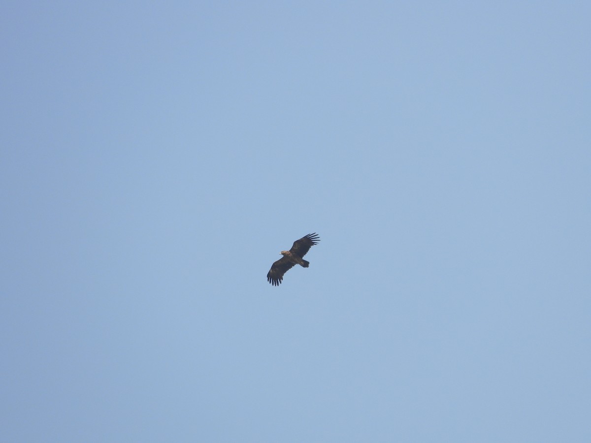 ørnvåk - ML645451141