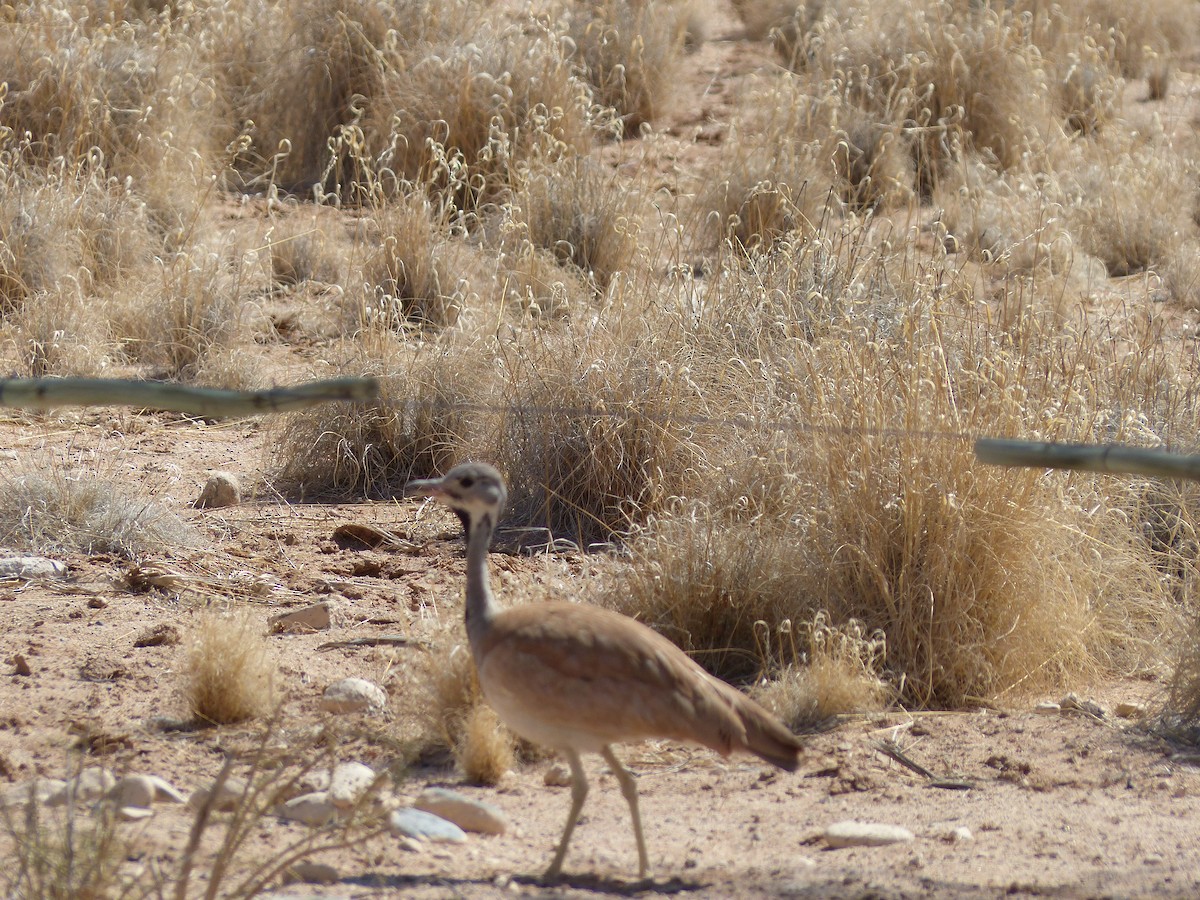 Rüppell's Bustard - ML645451147