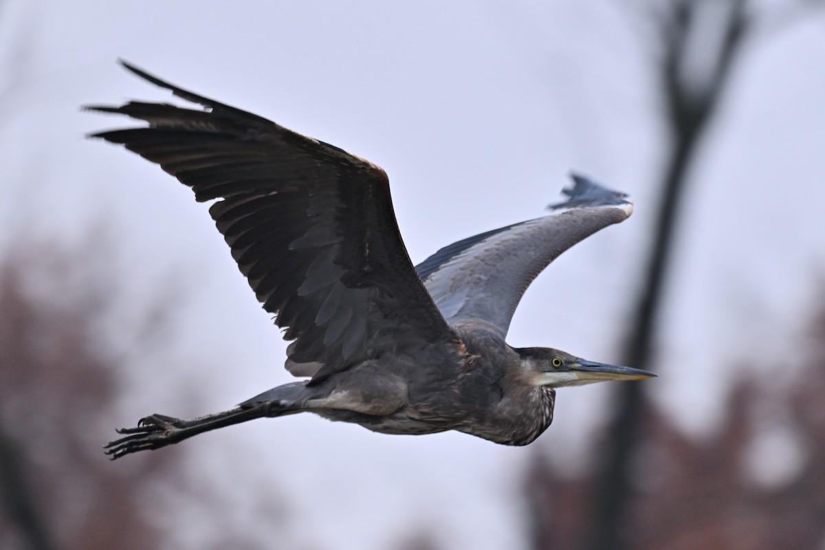 Great Blue Heron - ML645451158