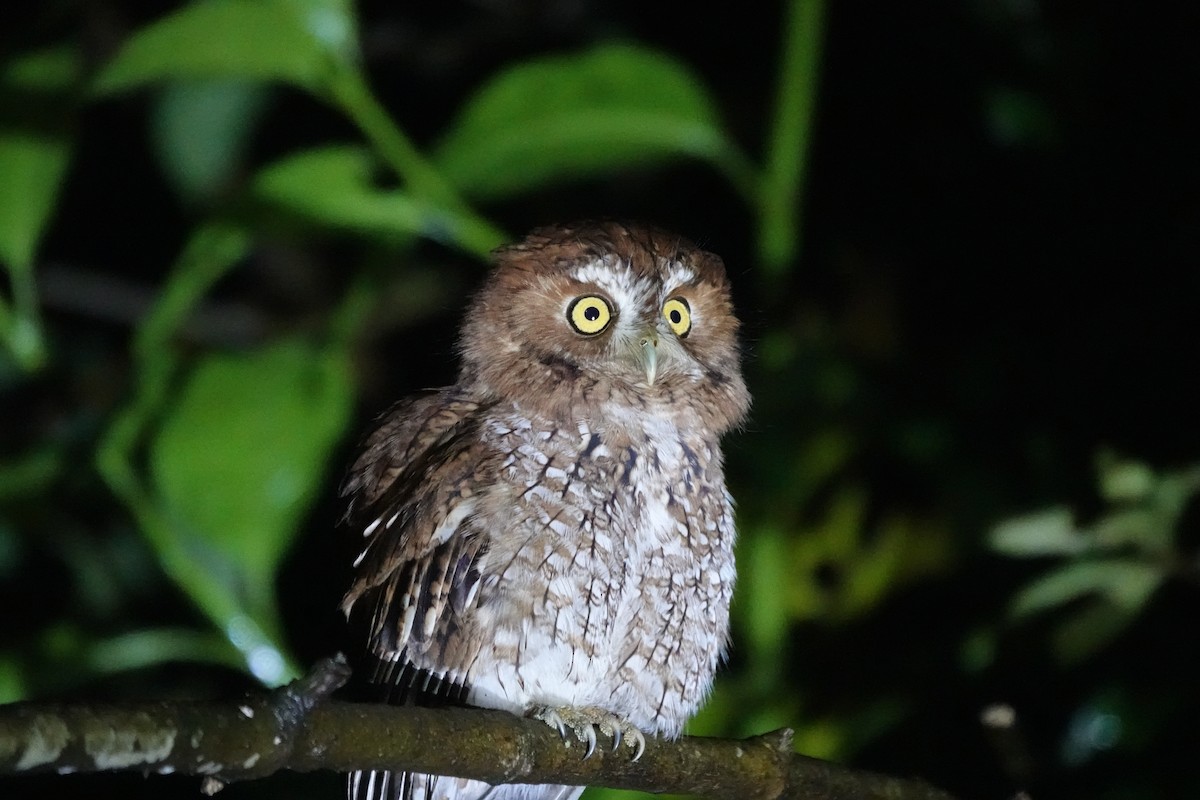 Whiskered Screech-Owl - ML645451162
