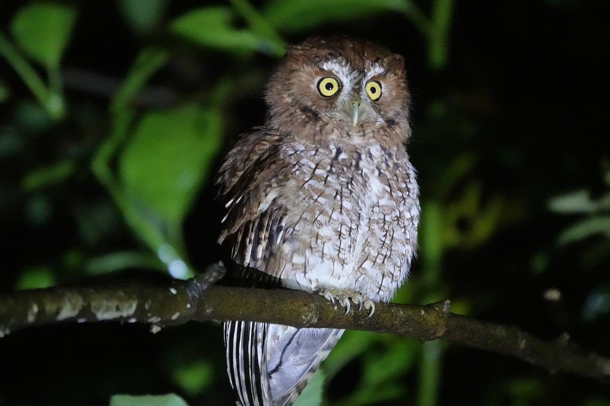 Whiskered Screech-Owl - ML645451163