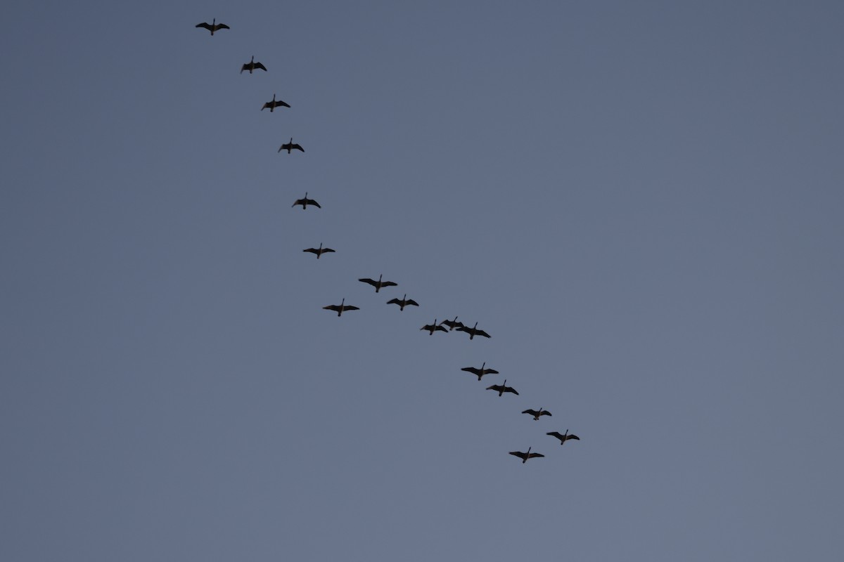 Canada Goose - ML645451165