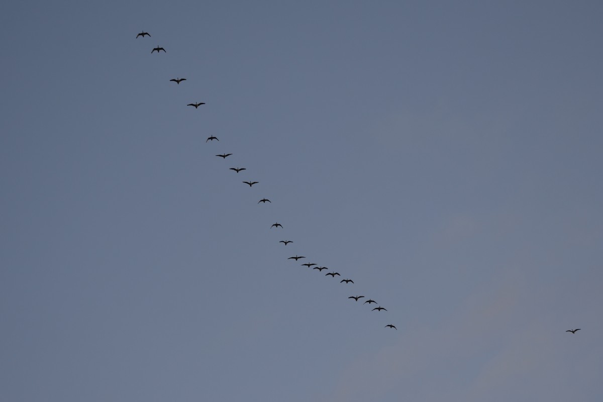 Canada Goose - ML645451166