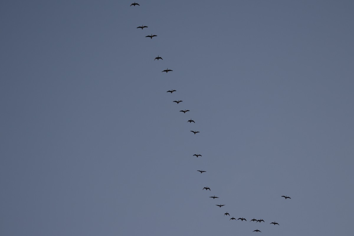 Canada Goose - ML645451167