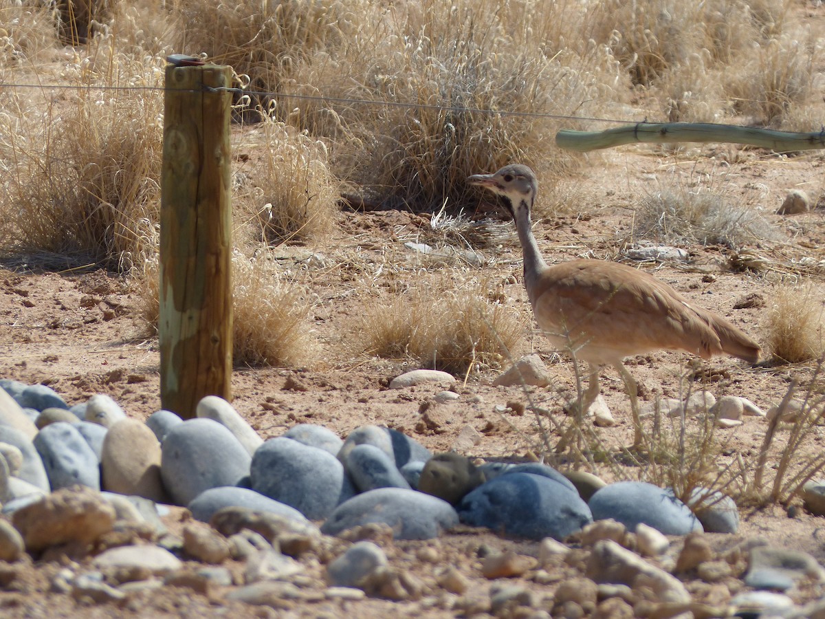 Rüppell's Bustard - ML645451168