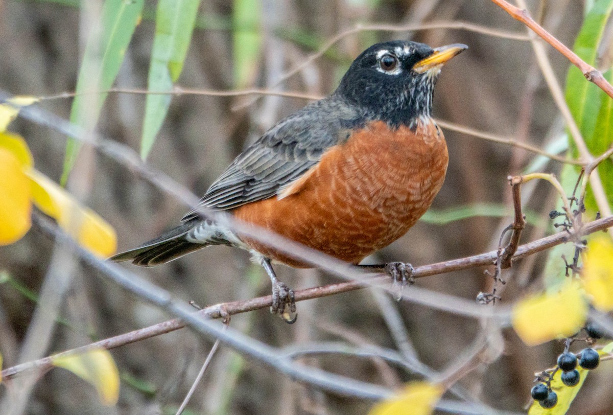 American Robin - ML645451169