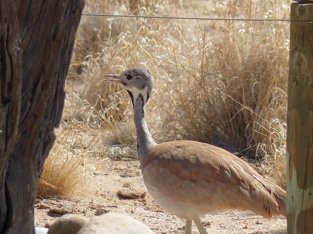 Rüppell's Bustard - ML645451180