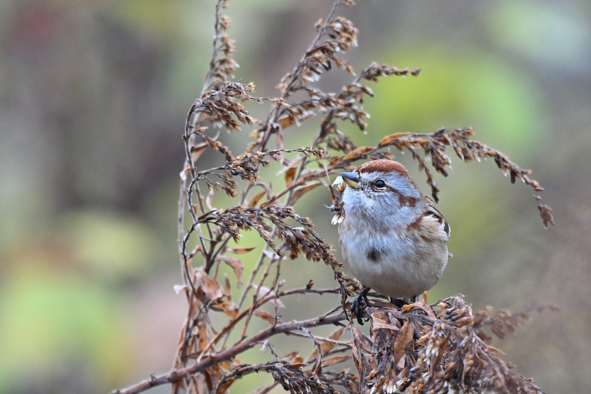 American Tree Sparrow - ML645451185