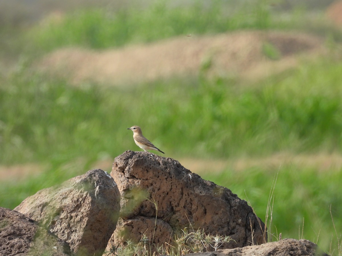 Collalba Isabel - ML645451193