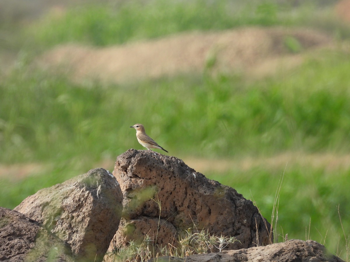 Collalba Isabel - ML645451194