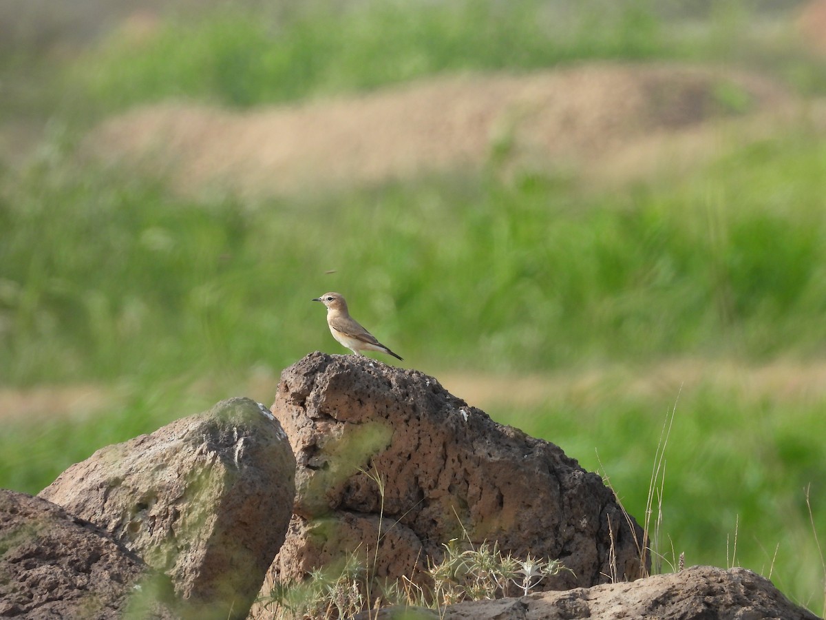 Collalba Isabel - ML645451195