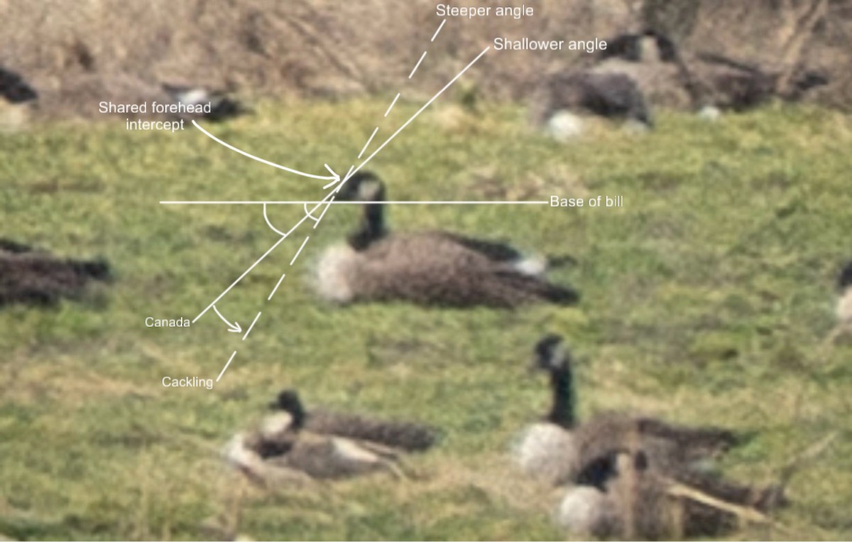 Canada Goose - ML645451203