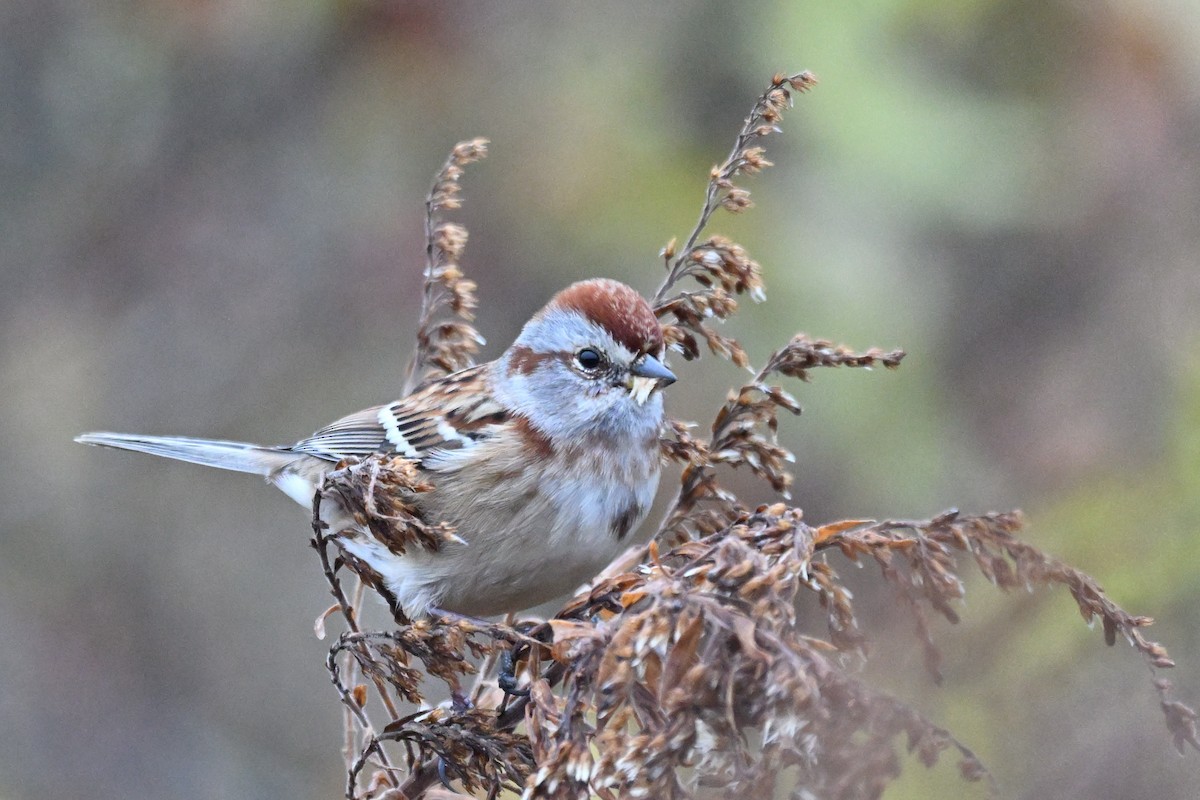 American Tree Sparrow - ML645451205