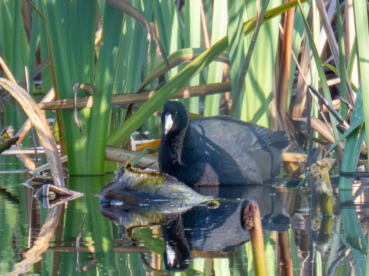 アメリカオオバン - ML645451215