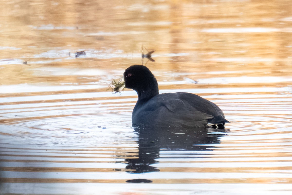 アメリカオオバン - ML645451216