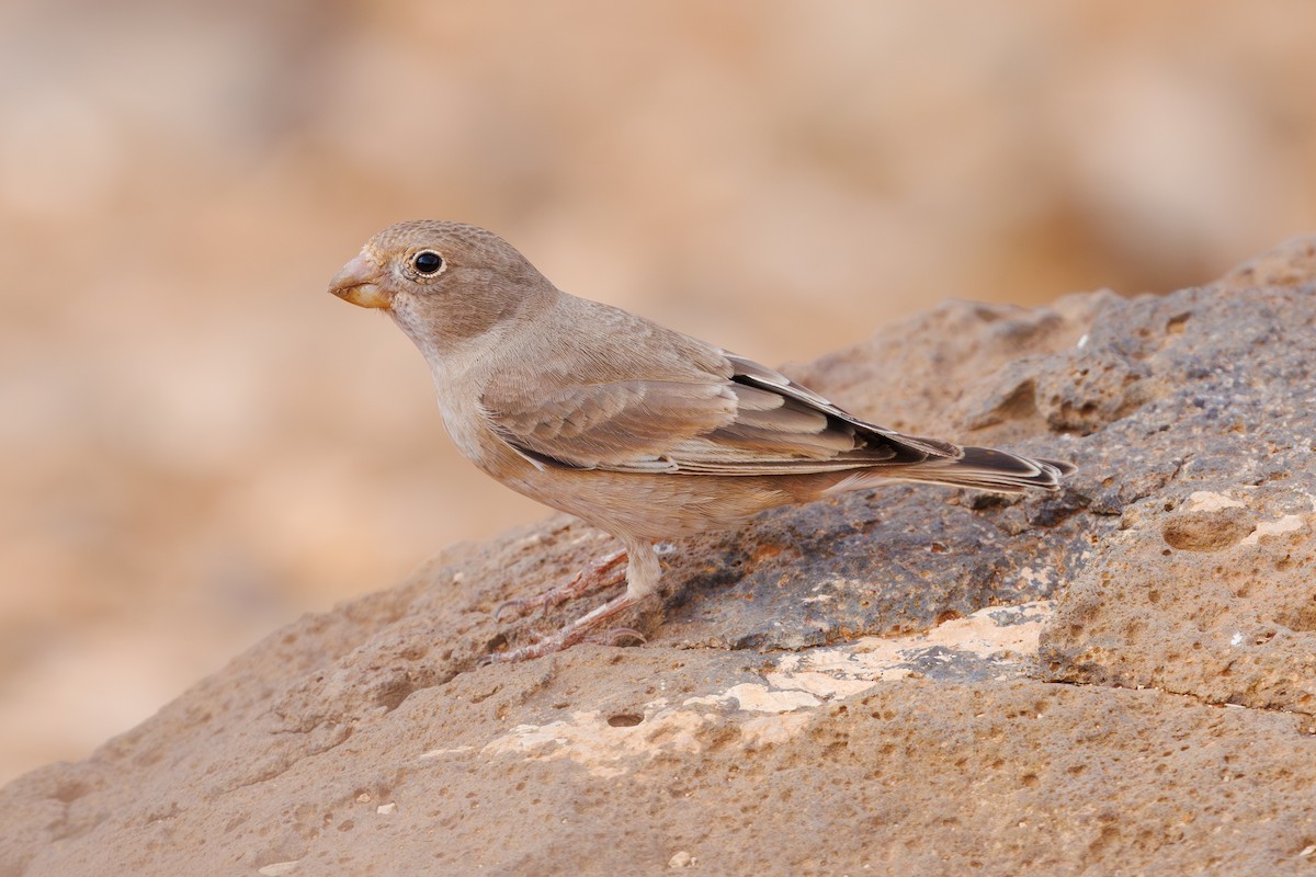 ナキマシコ - ML645451221