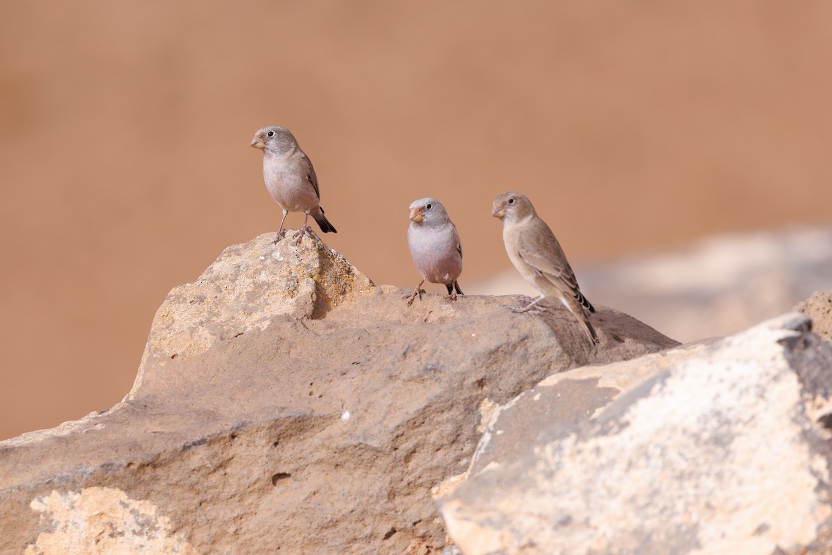 ナキマシコ - ML645451222