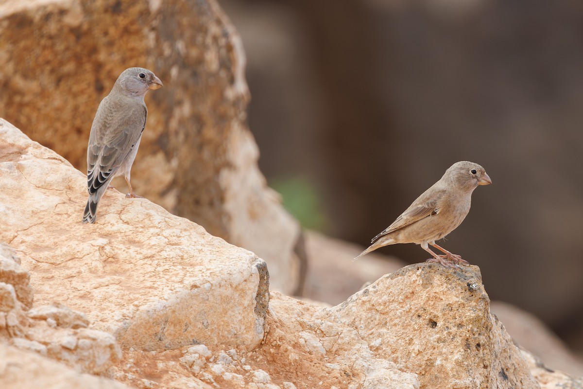 ナキマシコ - ML645451223