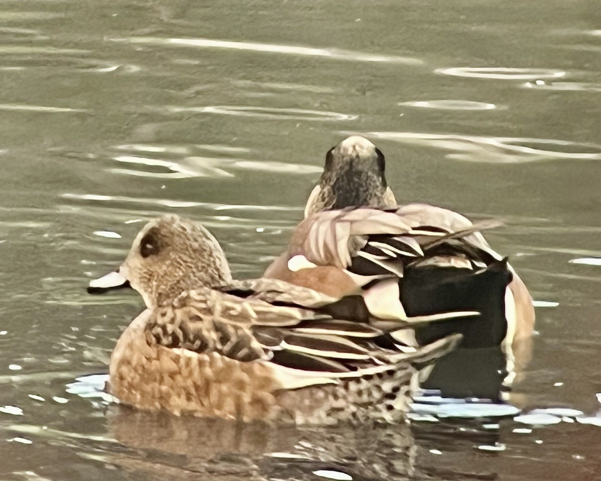 American Wigeon - ML645451226