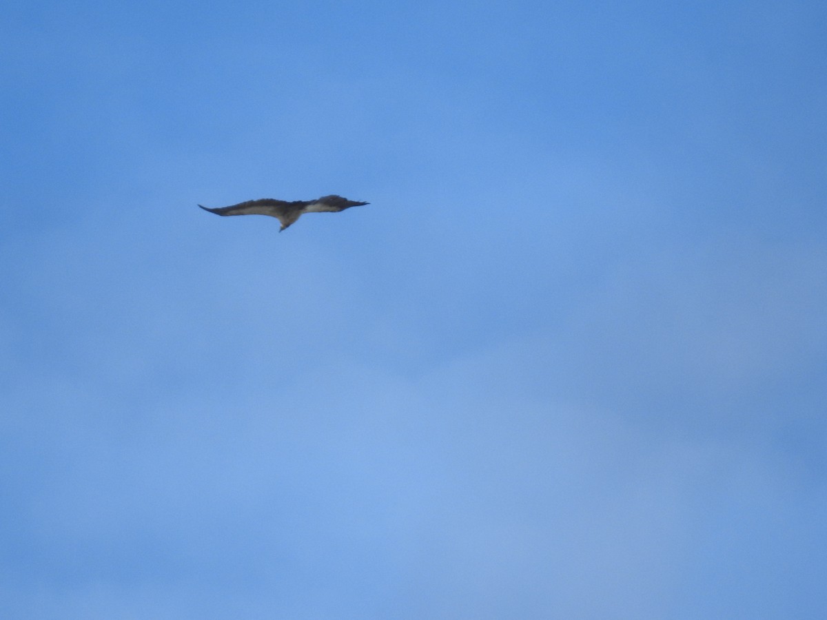 ハゲワシ亜科 - ML645451229