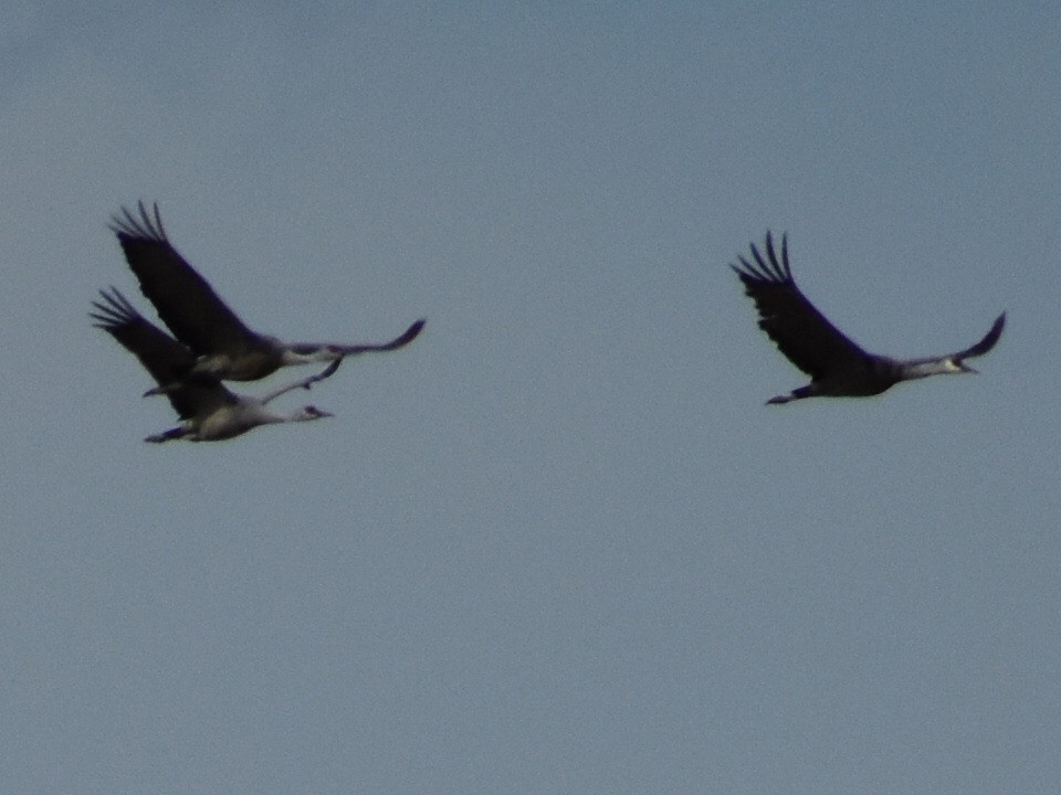 カナダヅル（canadensis） - ML645451232