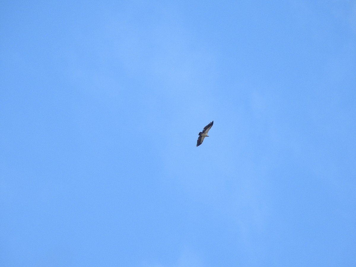 ハゲワシ亜科 - ML645451234