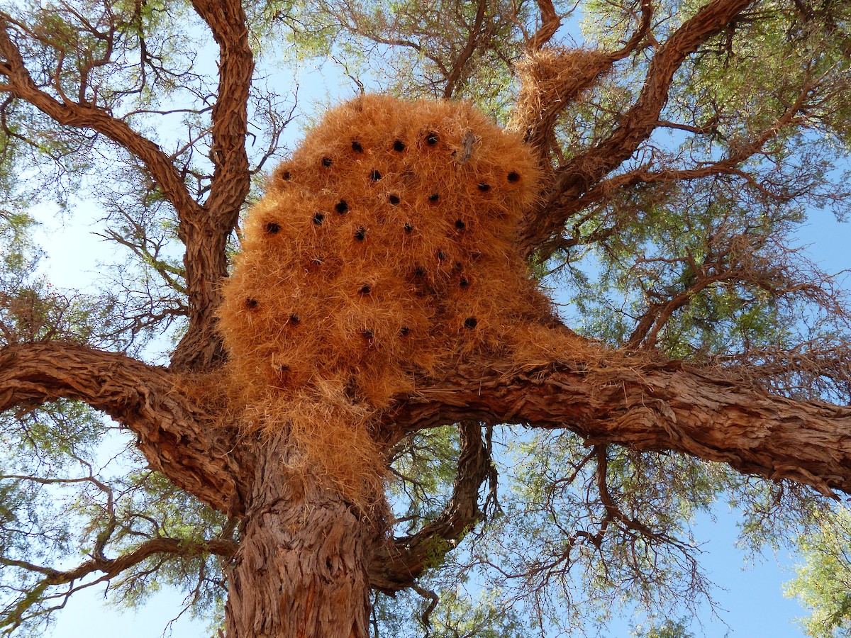 シャカイハタオリ - ML645451235