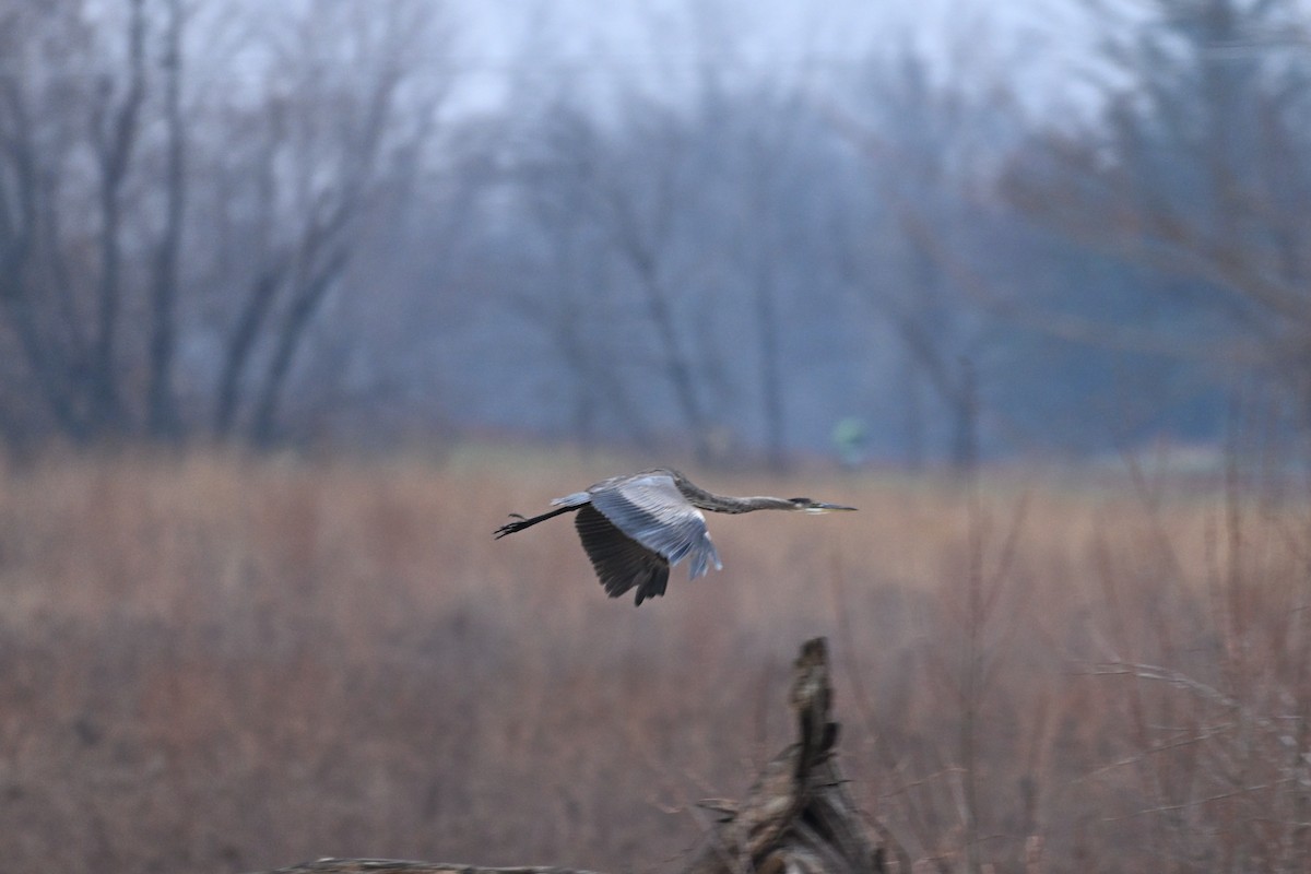 オオアオサギ - ML645451237