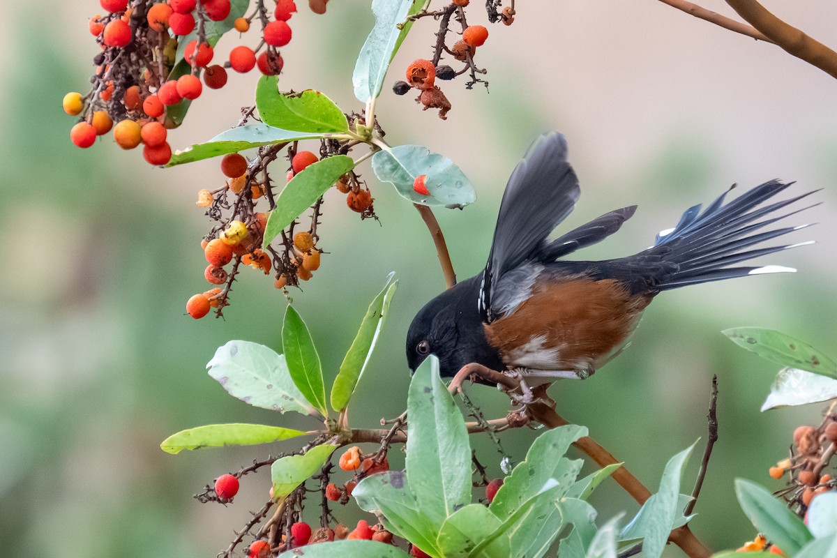 ホシワキアカトウヒチョウ - ML645451240