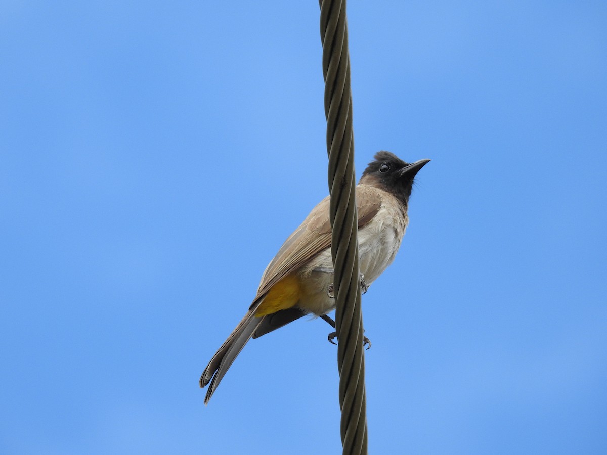 アフリカヒヨドリ - ML645451241