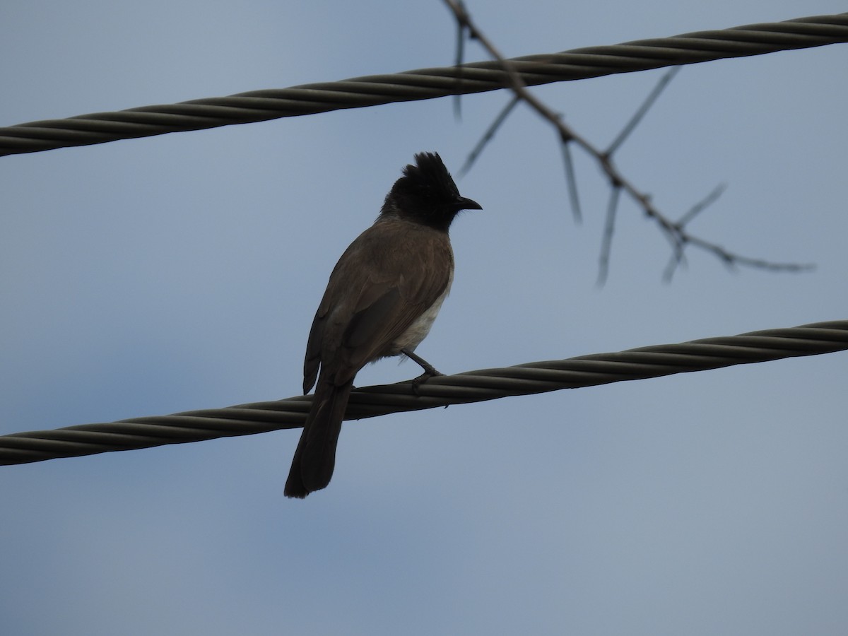 アフリカヒヨドリ - ML645451243