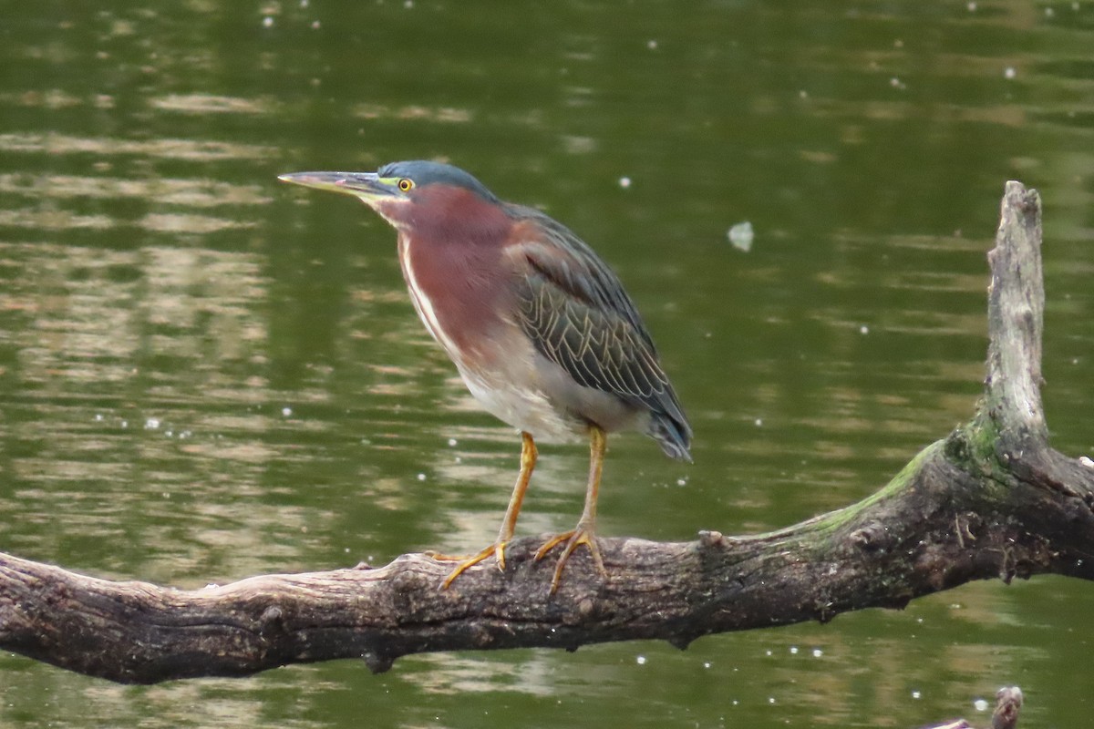 アメリカササゴイ - ML645451248