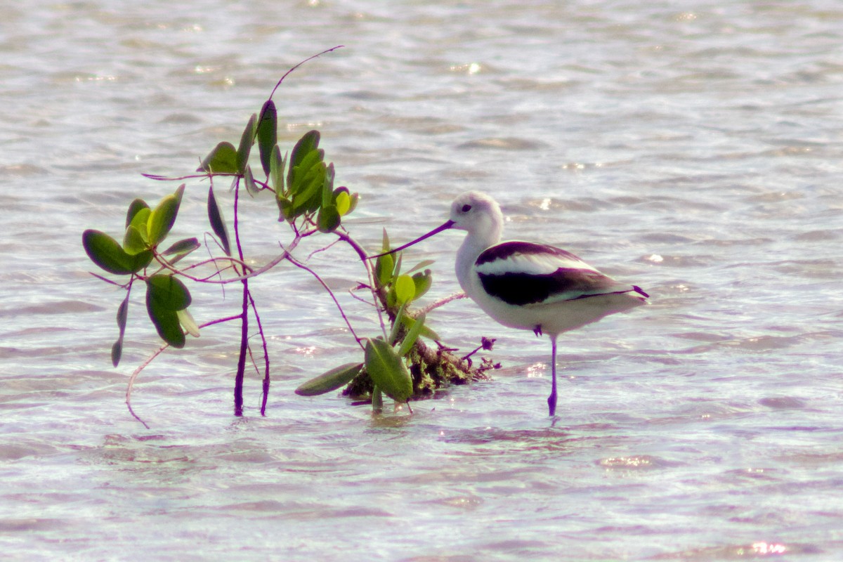 アメリカソリハシセイタカシギ - ML645451250