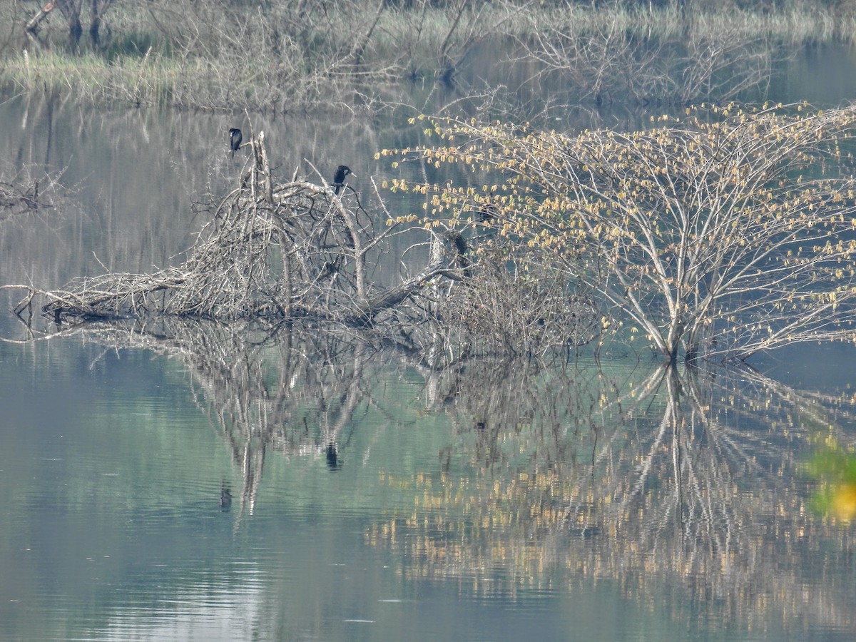 カワウ - ML645451251