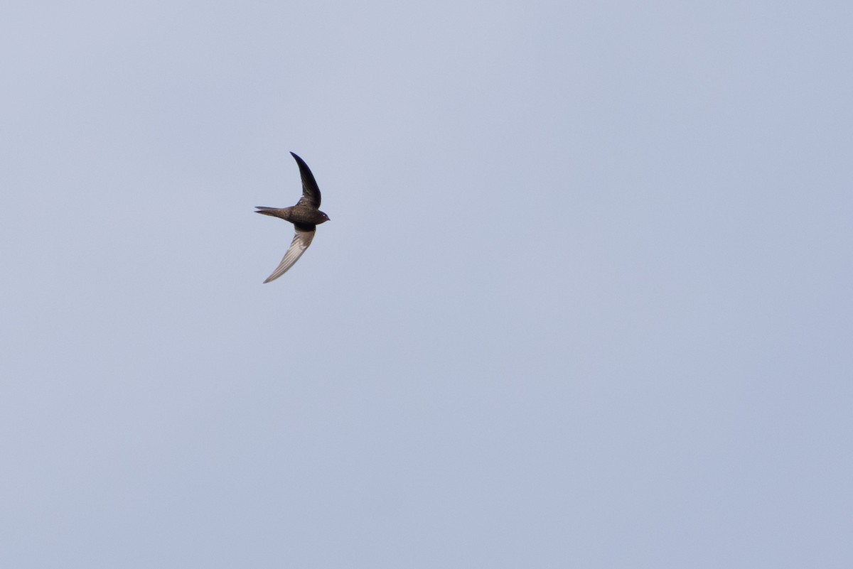 ハイイロアマツバメ - ML645451252