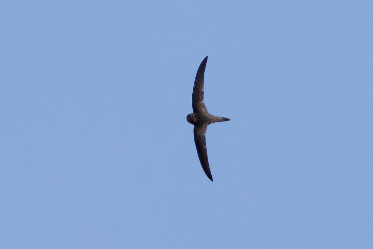 ハイイロアマツバメ - ML645451255