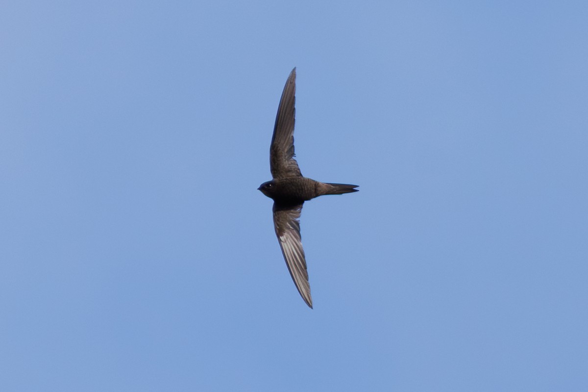 ハイイロアマツバメ - ML645451256