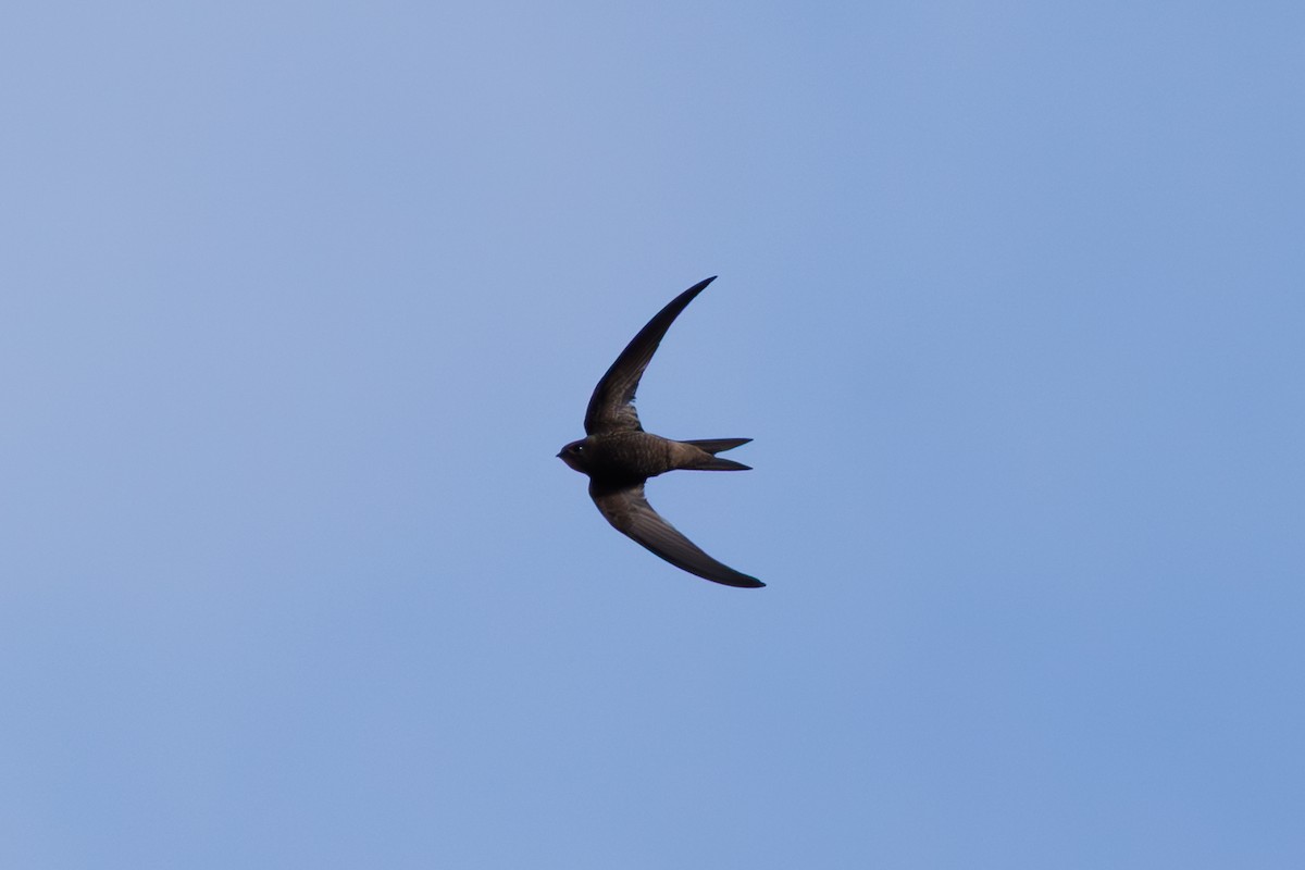 ハイイロアマツバメ - ML645451257