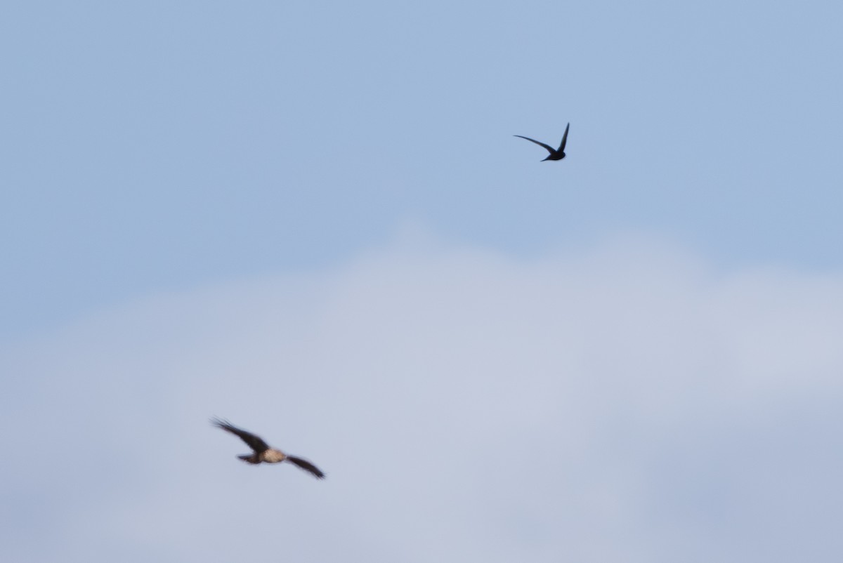 ハイイロアマツバメ - ML645451258