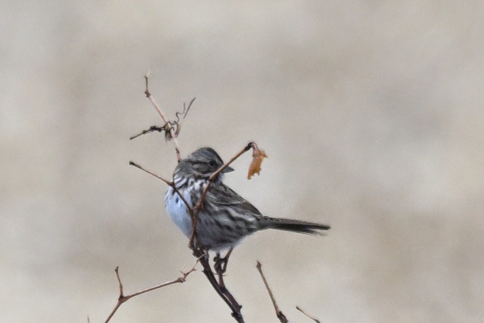 ウタスズメ - ML645451259