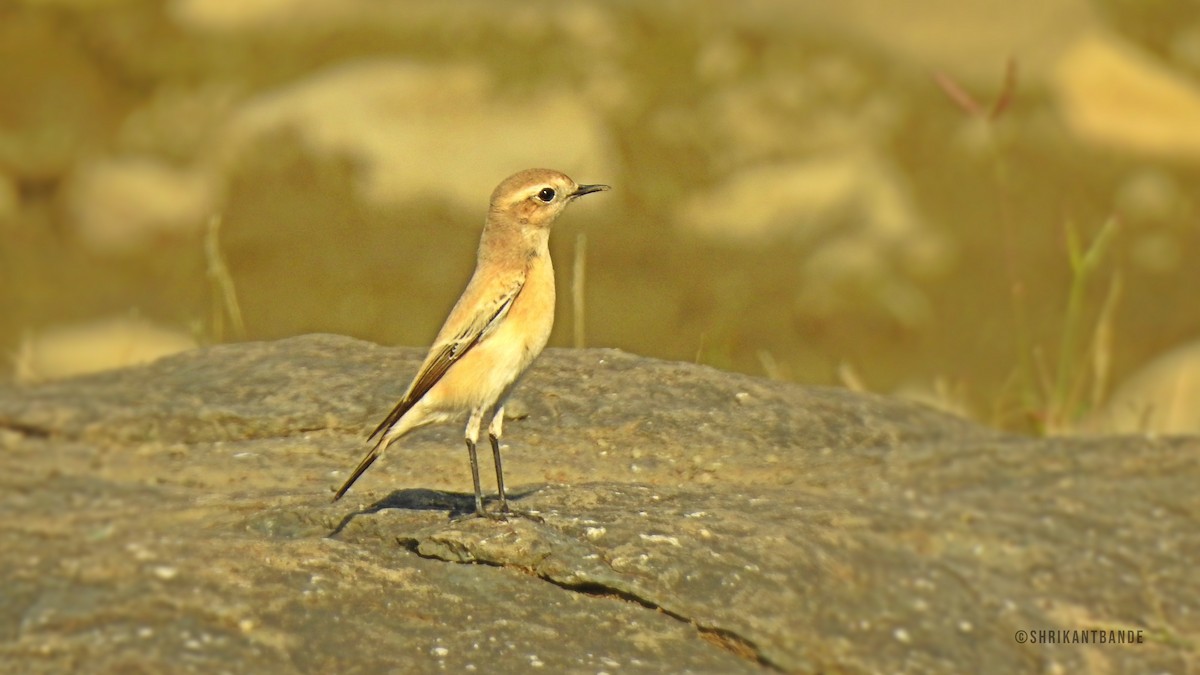 サバクヒタキ - ML645451260