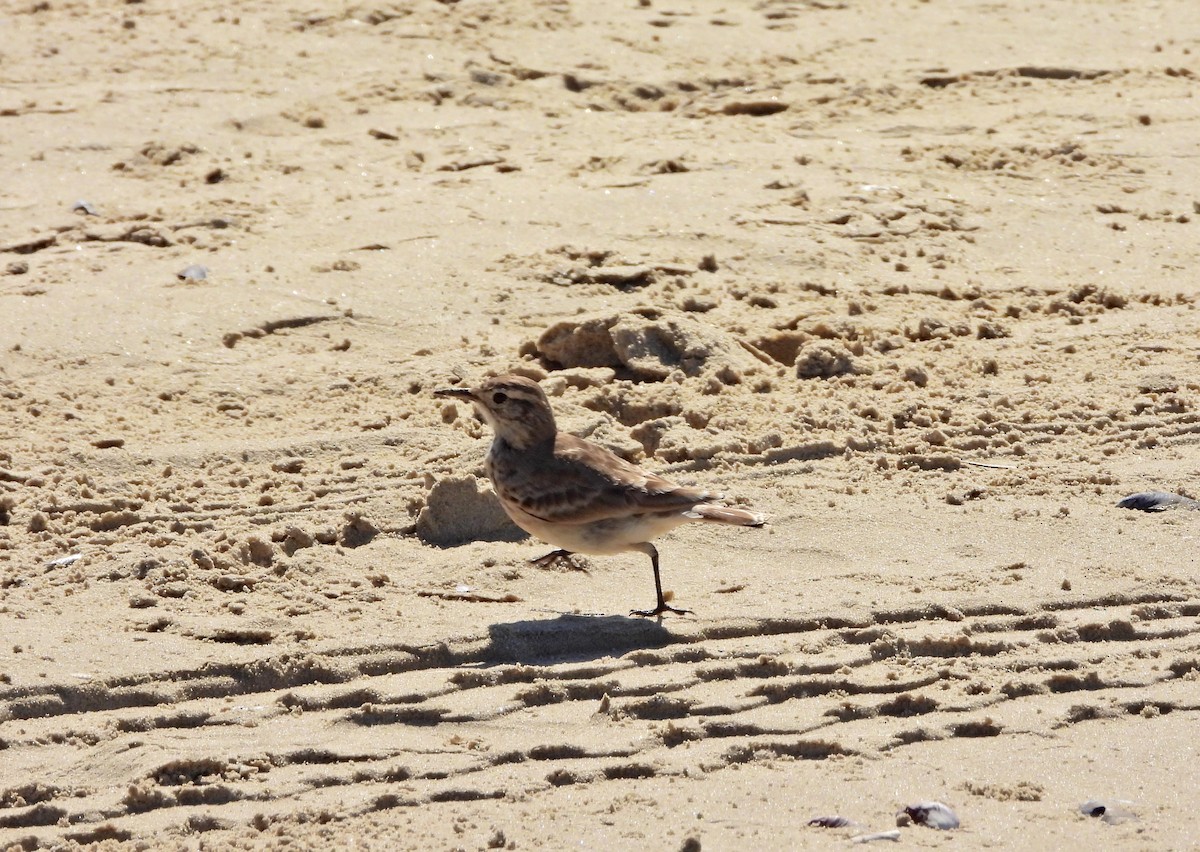 ジカマドドリ - ML645451261