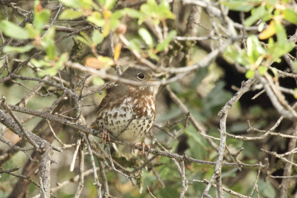 ゴマフスズメ - ML645451262