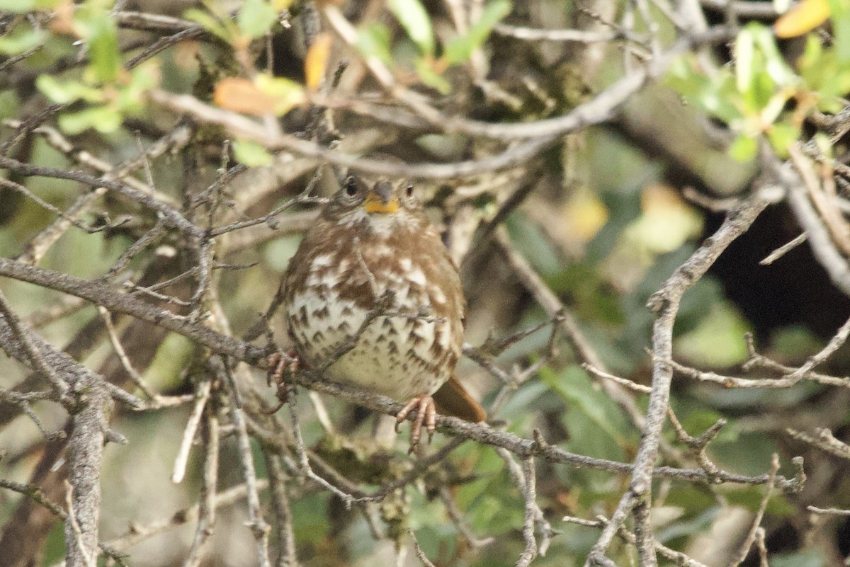 ゴマフスズメ - ML645451263