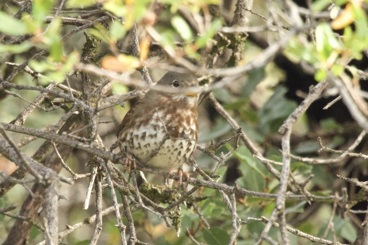 ゴマフスズメ - ML645451264