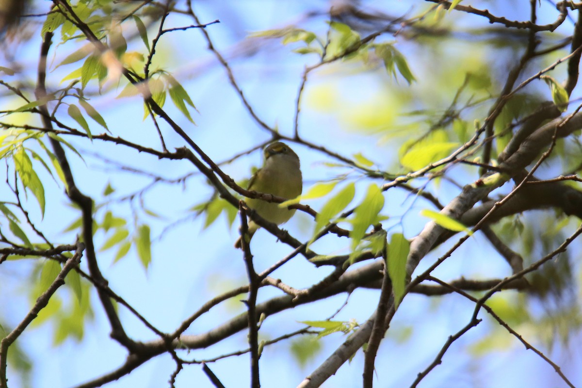 White-eyed Vireo - ML645451280