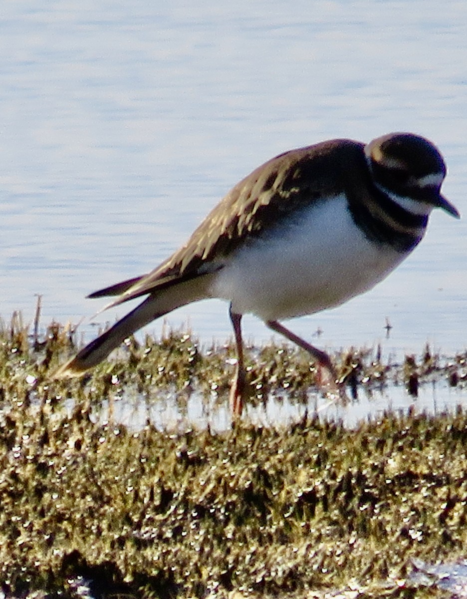 Killdeer - ML645451287