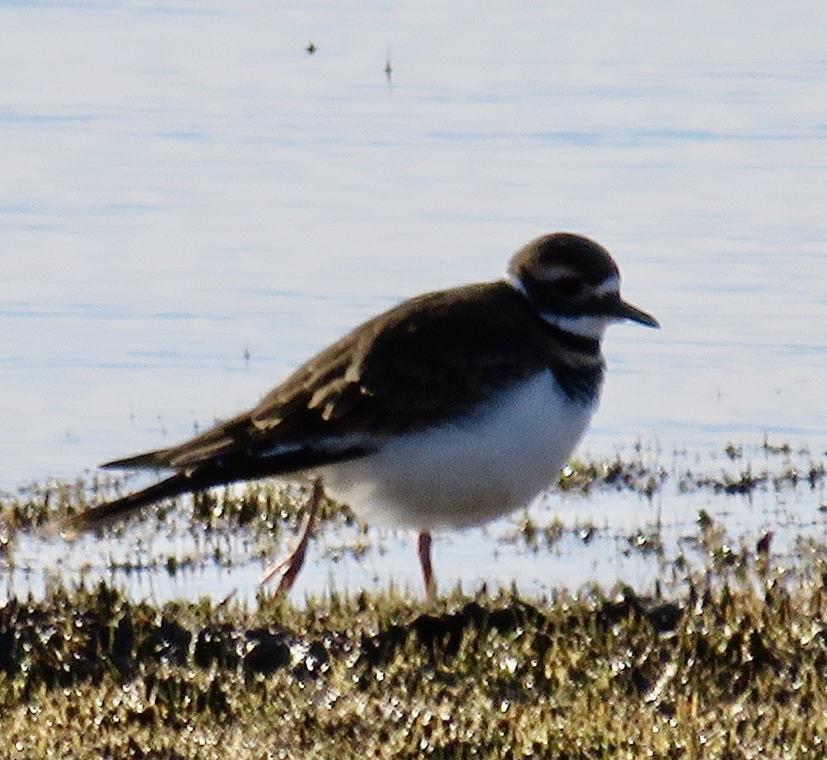 Killdeer - ML645451288