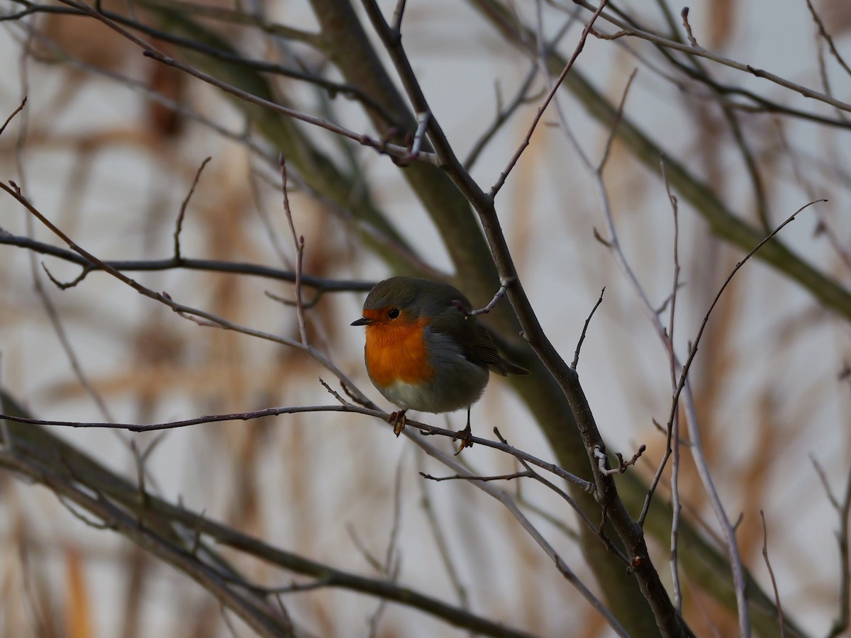 červenka obecná - ML645451316